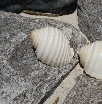 Loose Shells - Tonna Allium