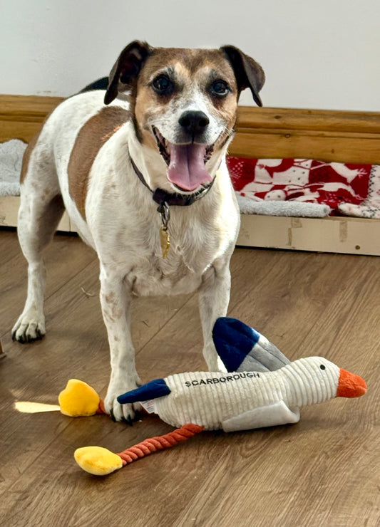 Squeaky Scarborough Seagull Dog Toy