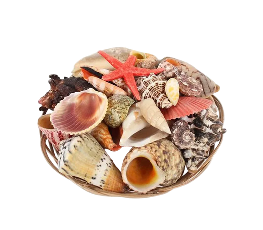 Shell Basket (6 inch diameter)