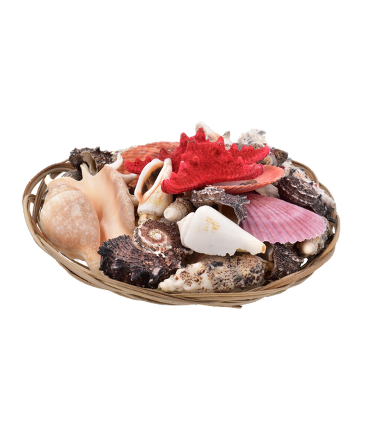 Large 8” Shell Basket