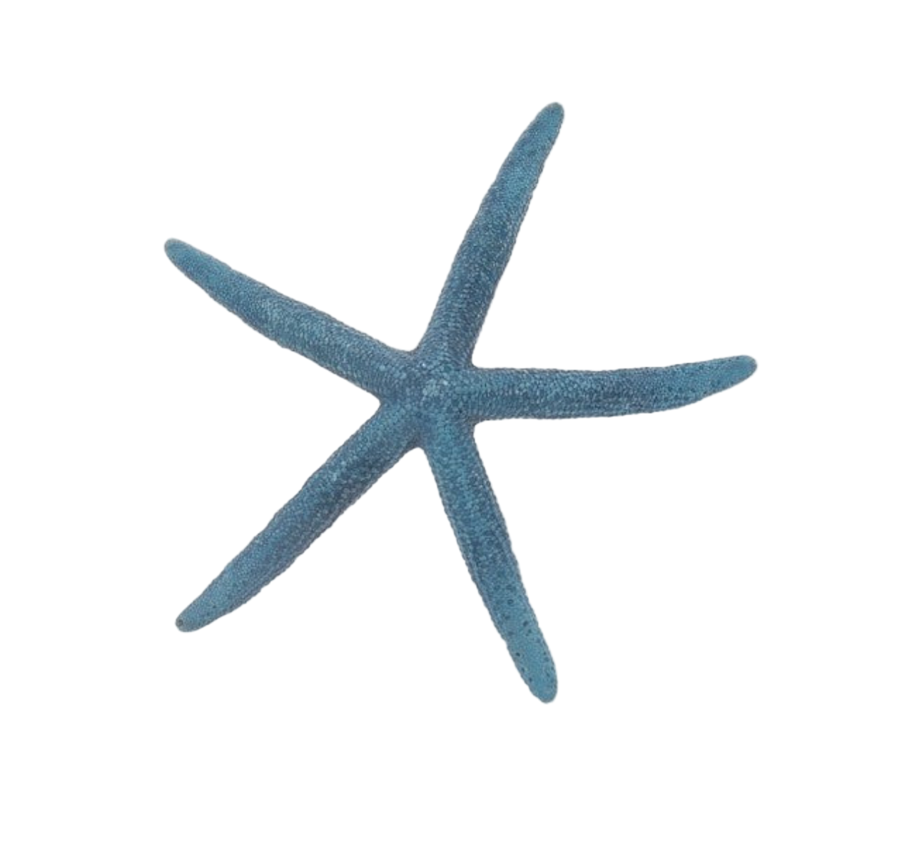 Blue starfish on a white background