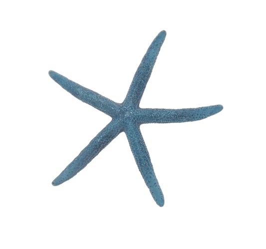 Blue starfish on a white background