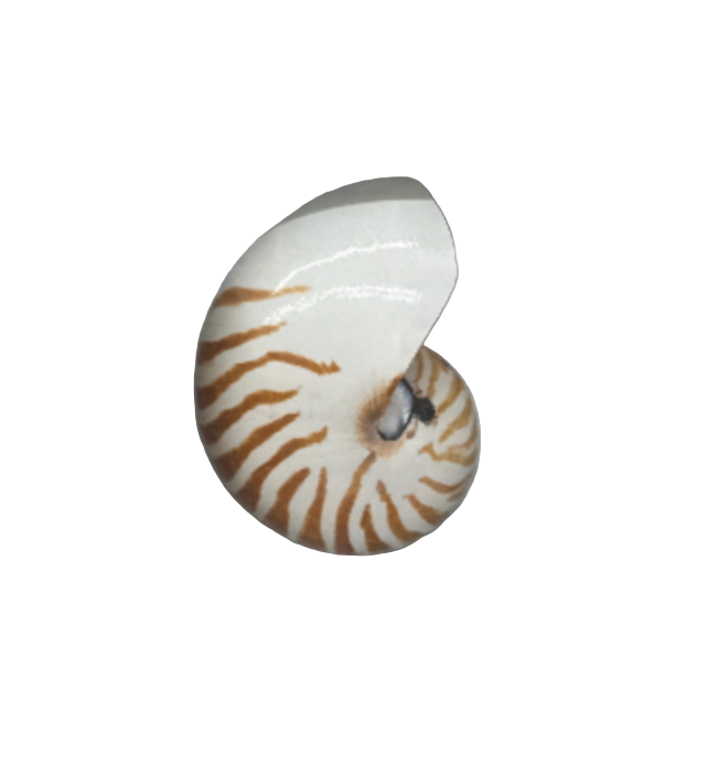 Antique Nautilus Shell in Box Frame