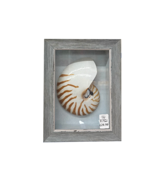 Antique Nautilus Shell in Box Frame