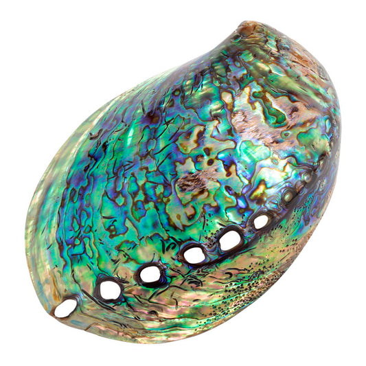 Paua shell