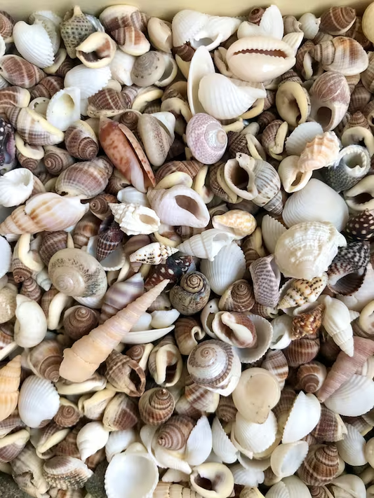 Loose Shells - Beach Mix - 3 for £1.99