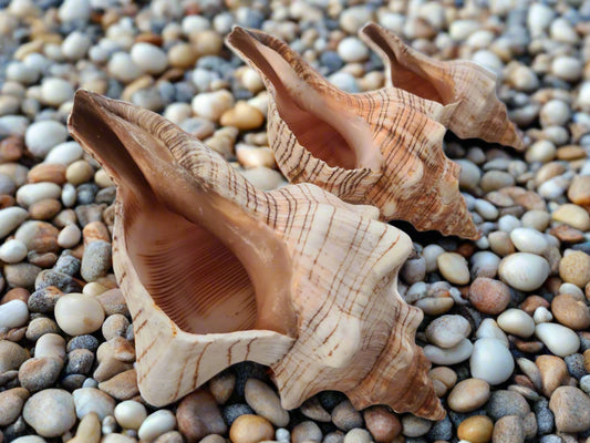 Loose Shells - Foxhead (Trapezium Fasciolara)