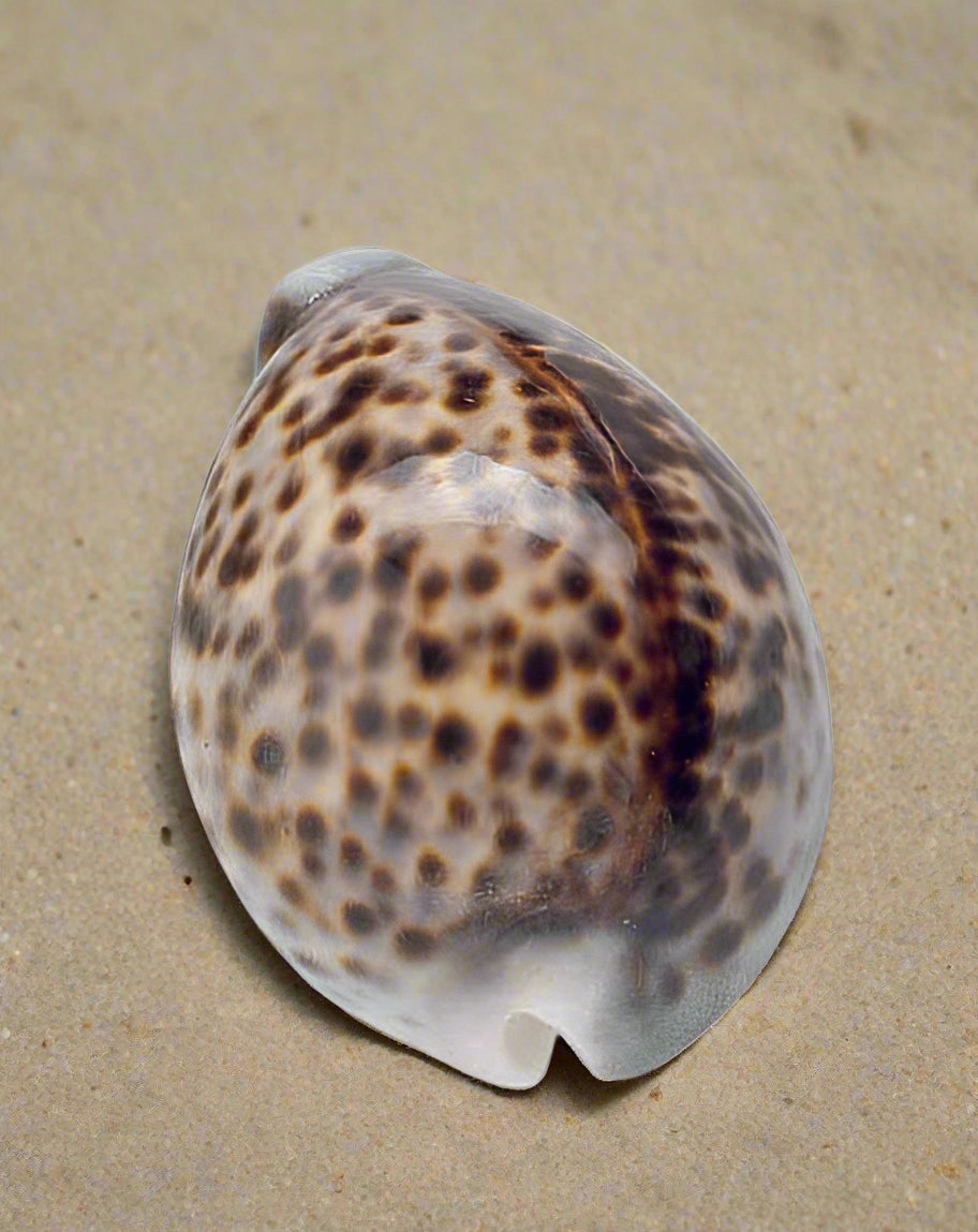 Loose Shells - Tiger Cowrie