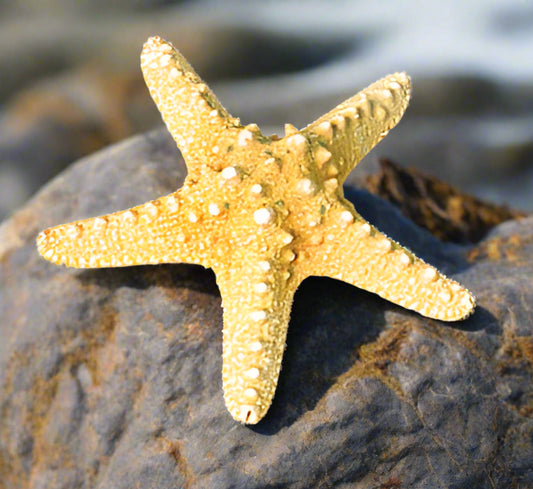 Loose Shells - Giant Knobbly Starfish