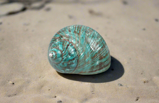 Loose Shells - Turbo Borghese (Green)