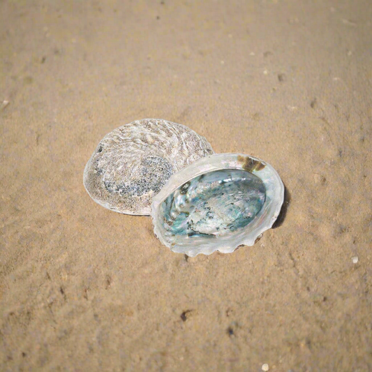Loose Shells - Rough Unpolished Abalone/Paua