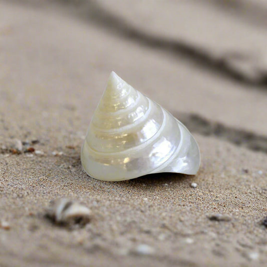 Loose Shells - Mexican Trocha (Pearlised)