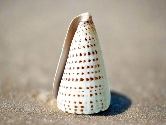 Loose Shells - Leopardus Cone